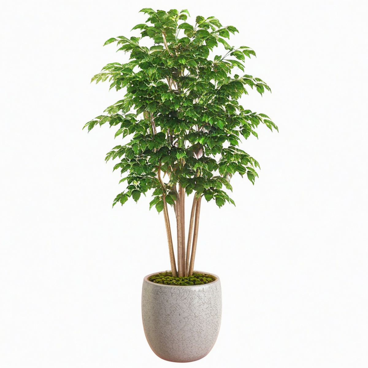 Plante artificielle ficus 180 cm vert avec pot en ciment pour intérieur