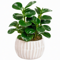 Plante verte artificielle 48 cm en plastique vert avec pot en céramique blanche décoration intérieure